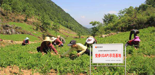 平顺GAP中药材标准化莳植基地