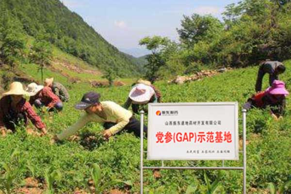 sunbet党参莳植基地