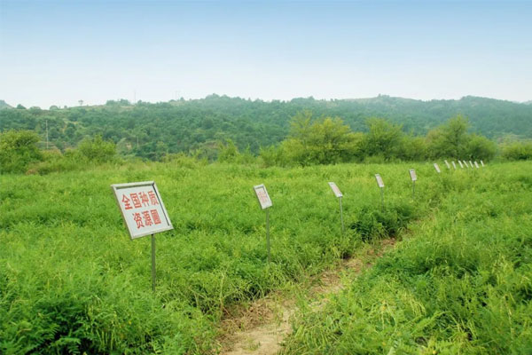 sunbet中药材莳植(抚育) 基地